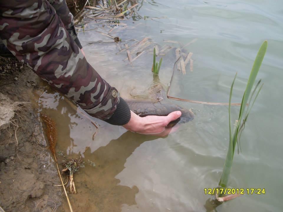 icn carp - 147180714013794267691301548431983n.jpg